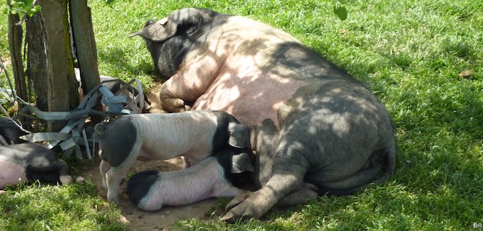 porc-basque