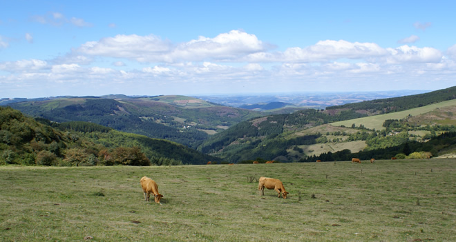 タルヌ県の山でのびのび育つリムーザン牛