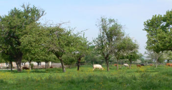 フランスのカマンベールチーズ論争 Camembert de Normandie